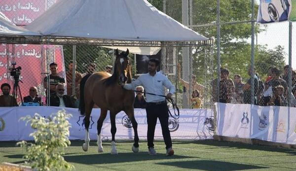 عکس زیباترین اسب ایران