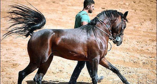 عکس زیباترین اسب ایران