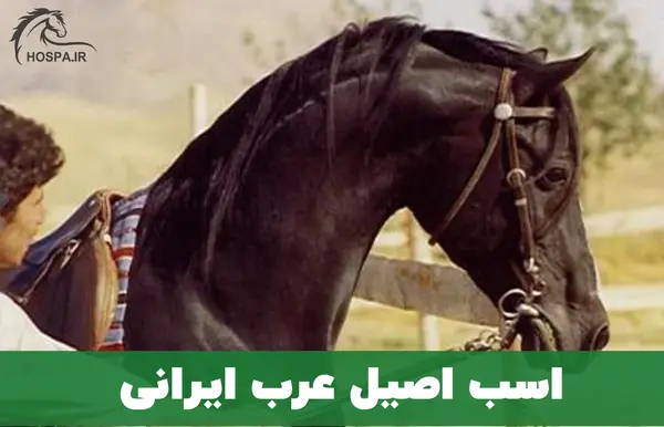عکس زیباترین اسب ایران