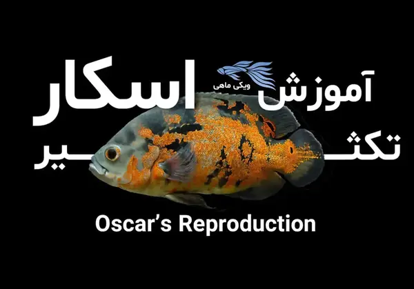 عکس بچه ماهی اسکار