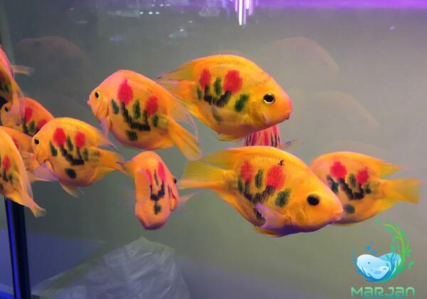 عکس بچه ماهی اسکار