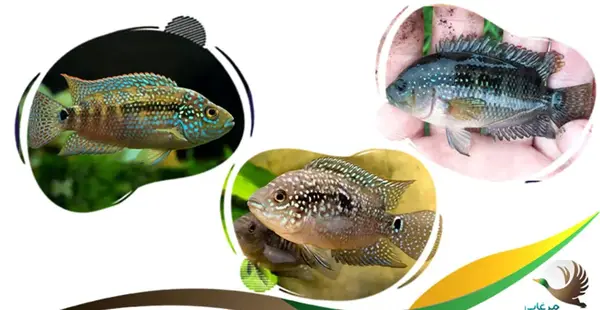عکس بچه ماهی اسکار