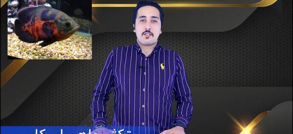 عکس بچه ماهی اسکار