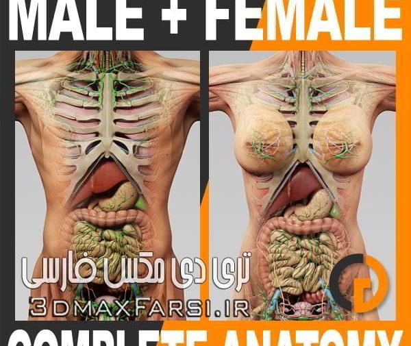 عکس تصویر سه بعدی آناتومی بدن انسان