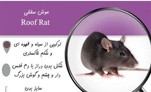عکس بچه موش تازه متولد شده