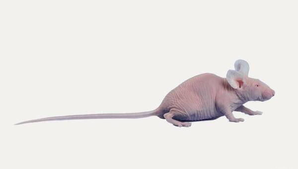 عکس بچه موش تازه به دنیا آمده