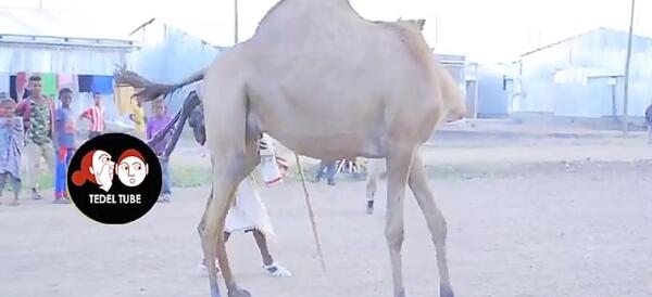 عکس بچه شتر سفید