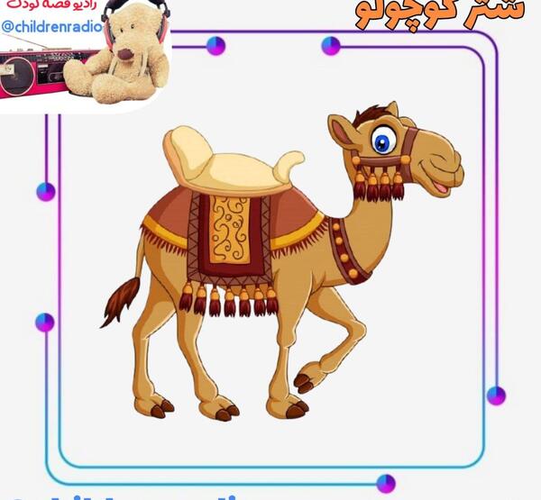 عکس بچه شتر سفید