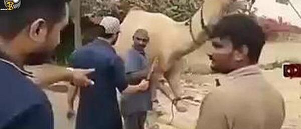 عکس بچه شتر سفید
