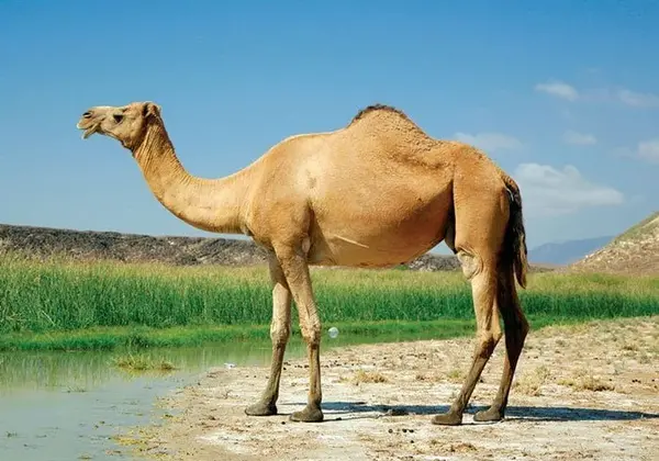 عکس بچه شتر سفید