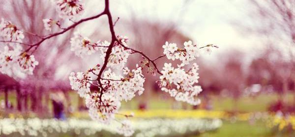 دانلود عکسهای طبیعت بهاری