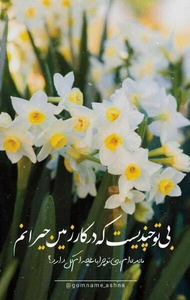 نوشته پروفایل زیباترین عکس از امام زمان