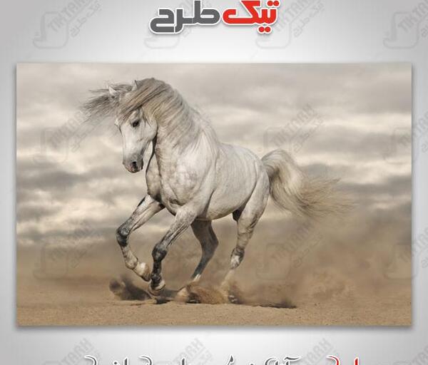 عکس اسب در حال دویدن در اب