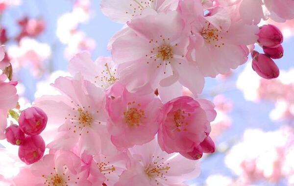 عکس دختر بهاری جدید