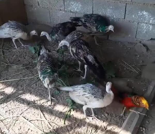 دانلود عکس بچه طاووس