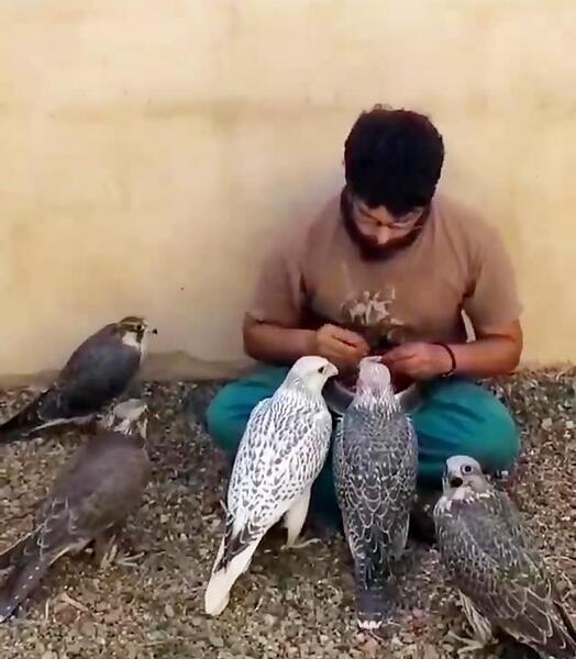 عکس بچه شاهین سیاه