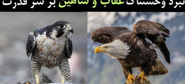 عکس بچه شاهین سیاه