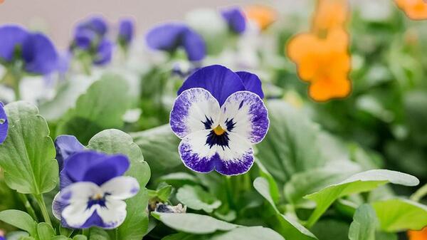 عکس های گل های بهاری قشنگ