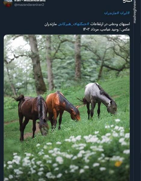 عکس اسب های وحشی ایرانی