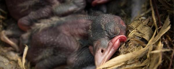 عکس بچه ی کلاغ