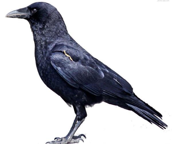 عکس بچه ی کلاغ