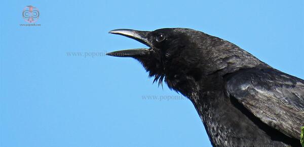 عکس بچه ی کلاغ
