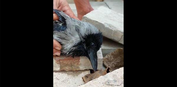 عکس بچه ی کلاغ