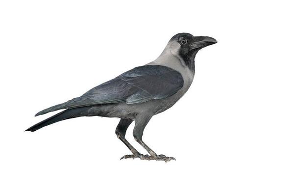 عکس بچه ی کلاغ