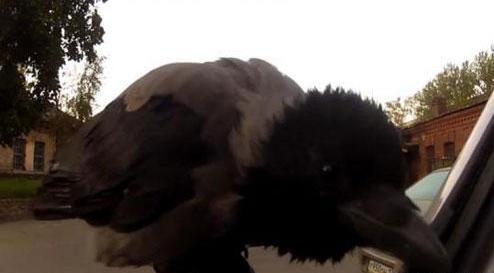 عکس بچه ی کلاغ