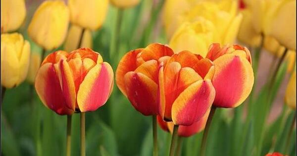 عکس گل گلایل برای پروفایل