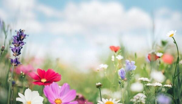 عکس گل گلایل برای پروفایل