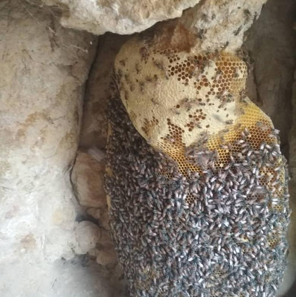 عکس عسل طبیعی در کوه