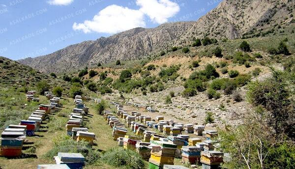 عکس عسل طبیعی در کوه