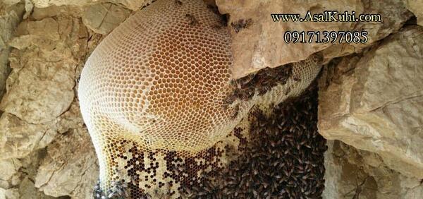 عکس عسل طبیعی در کوه
