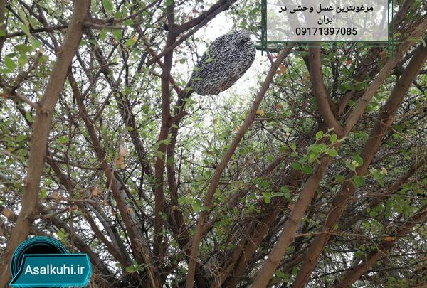 عکس عسل طبیعی در کوه