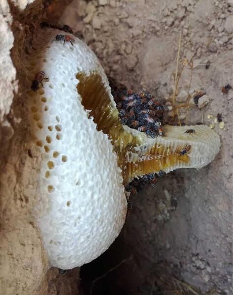 عکس عسل طبیعی در کوه