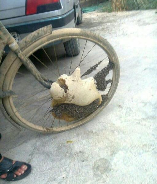 عکس عسل طبیعی در کوه