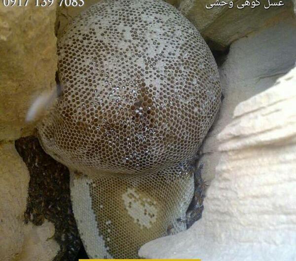 عکس عسل طبیعی در کوه