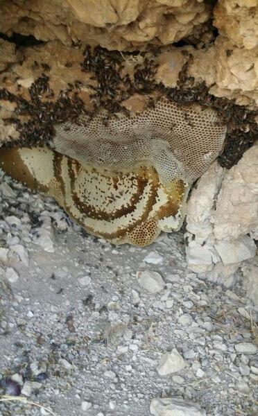 عکس عسل طبیعی در کوه
