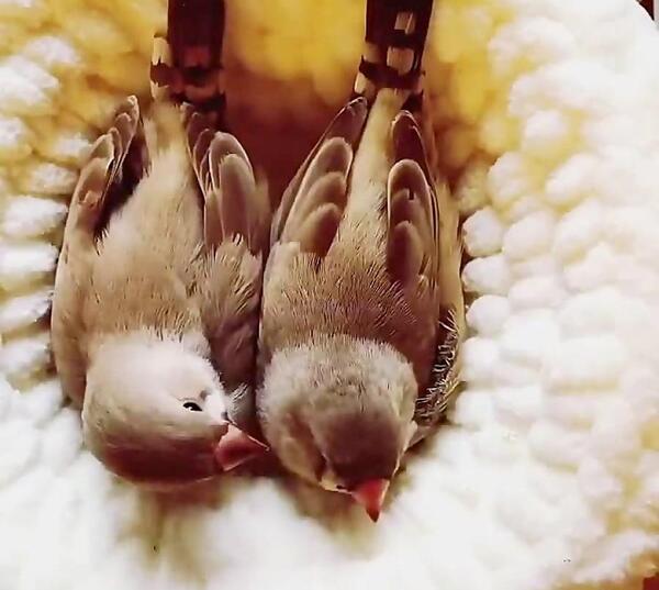 عکس بچه فنچ یک روزه