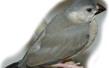 عکس بچه فنچ یک روزه