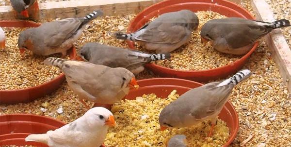 عکس بچه فنچ یک روزه