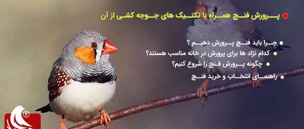 عکس بچه فنچ یک روزه