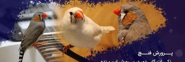 عکس بچه فنچ یک روزه