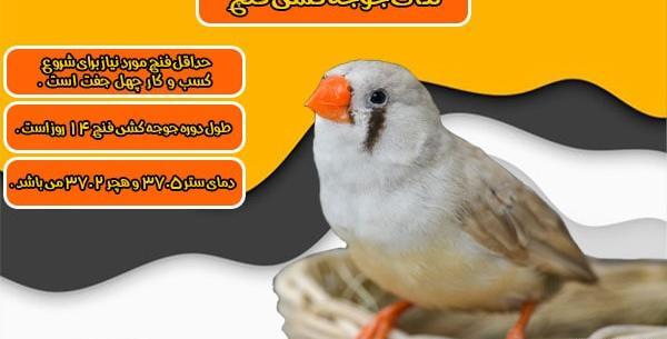 عکس بچه فنچ یک روزه
