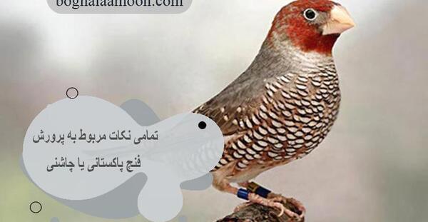 عکس بچه فنچ یک روزه