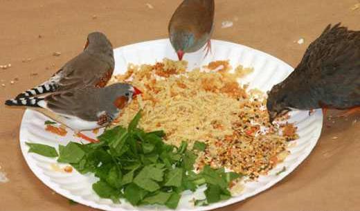 عکس بچه فنچ یک روزه