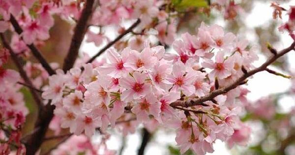 عکس زیباترین بهار
