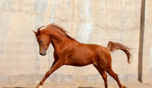 عکس کره اسب نریان