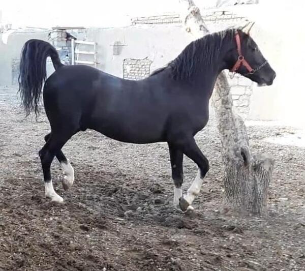 عکس کره اسب نریان